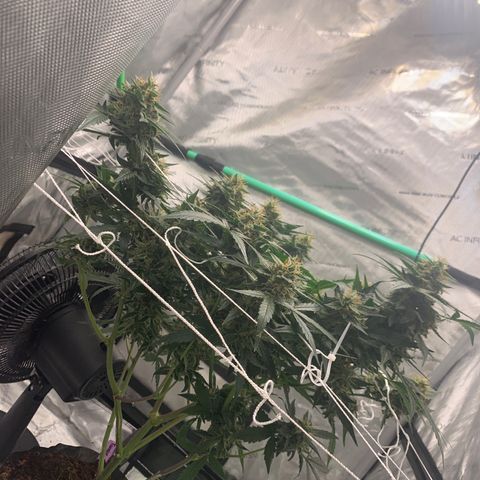 Tangie Auto 🍊  growlog timeline photo