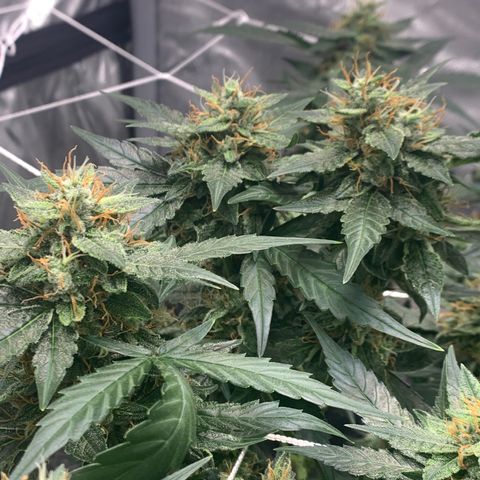 Tangie Auto 🍊  growlog timeline photo