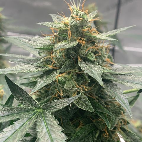Tangie Auto 🍊  growlog timeline photo