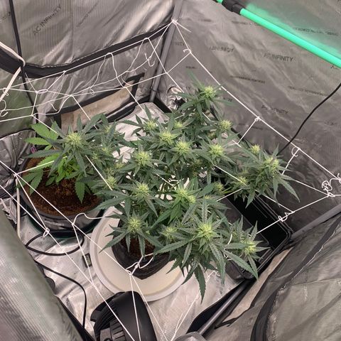 Tangie Auto 🍊  growlog timeline photo