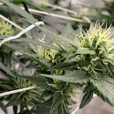 Tangie Auto 🍊  growlog timeline photo