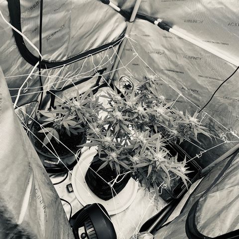 Tangie Auto 🍊  growlog timeline photo