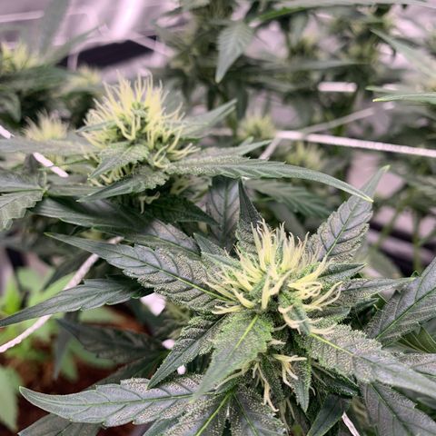 Tangie Auto 🍊  growlog timeline photo