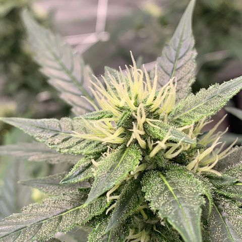 Tangie Auto 🍊  growlog timeline photo