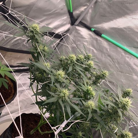 Tangie Auto 🍊  growlog timeline photo
