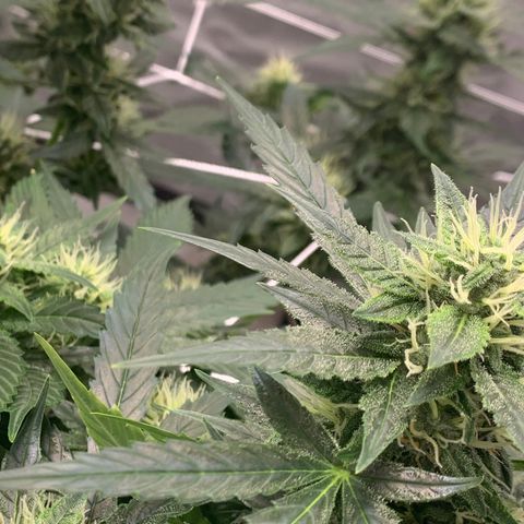 Tangie Auto 🍊  growlog photo: Pistolies 