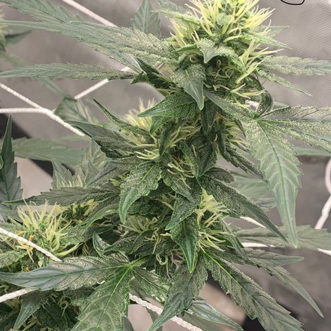 Tangie Auto 🍊  growlog photo: Pistolies 