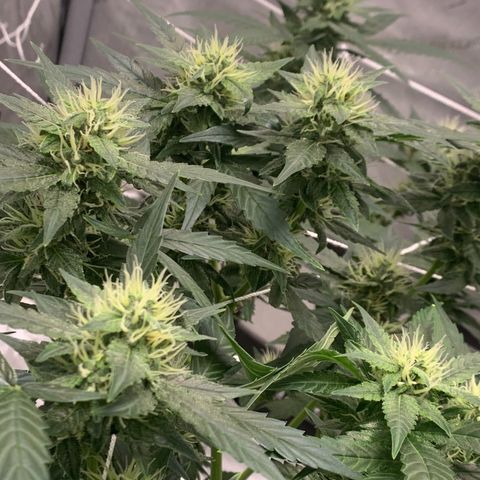 Tangie Auto 🍊  growlog photo: Pistolies 