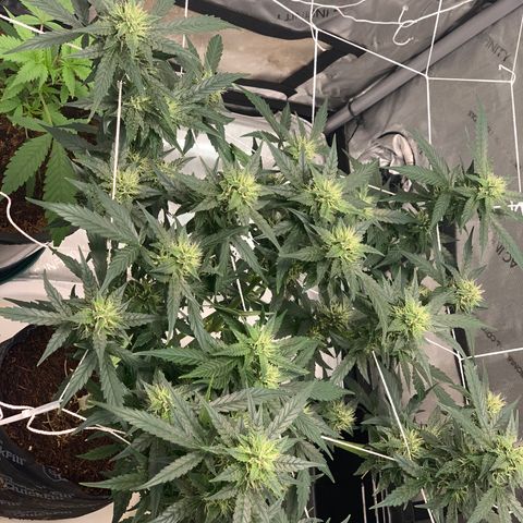 Tangie Auto 🍊  growlog photo: Pistolies 