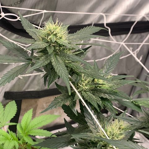 Tangie Auto 🍊  growlog photo: Pistolies 
