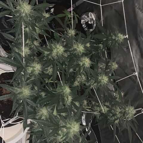 Tangie Auto 🍊  growlog photo: Dark shots