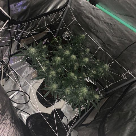Tangie Auto 🍊  growlog photo: Dark shots