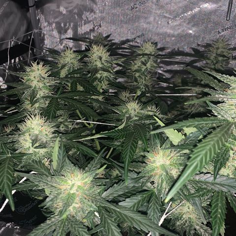 Tangie Auto 🍊  growlog photo: Dark shots