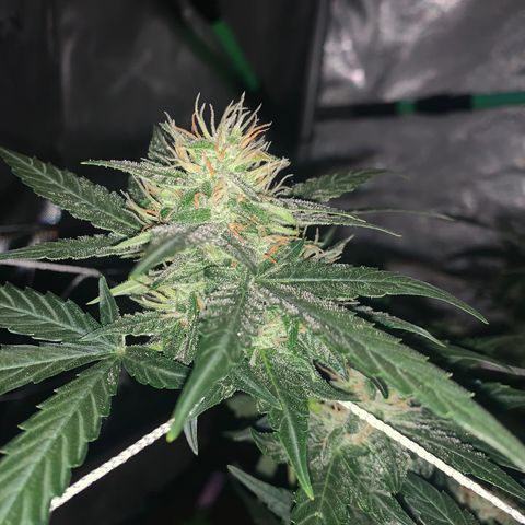 Tangie Auto 🍊  growlog photo: Dark shots
