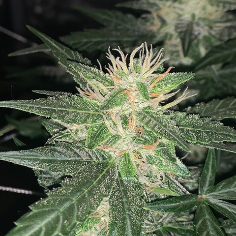 Tangie Auto 🍊  growlog photo: Dark shots