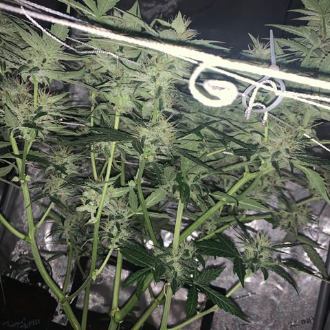 Tangie Auto 🍊  growlog photo: Dark shots