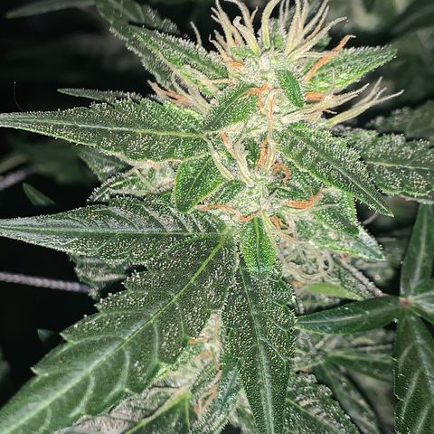 Tangie Auto 🍊  growlog photo: Dark shots