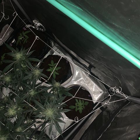 Tangie Auto 🍊  growlog photo: Dark shots
