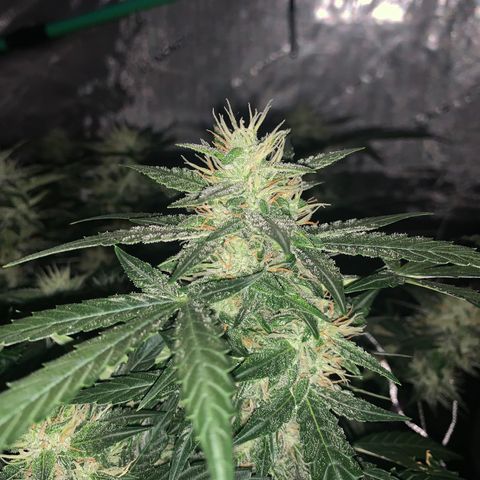Tangie Auto 🍊  growlog photo: Dark shots