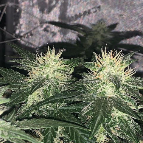 Tangie Auto 🍊  growlog photo: Dark shots