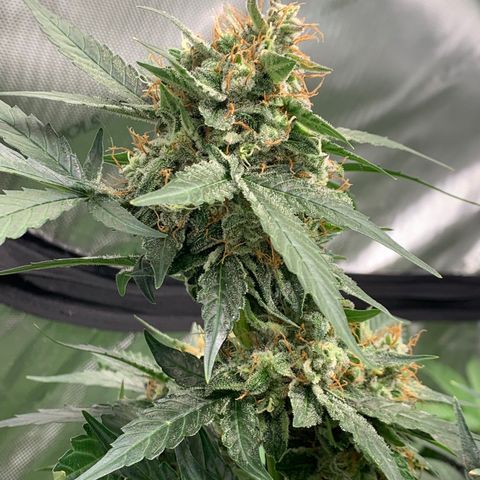 Tangie Auto 🍊  growlog photo: Last icing?