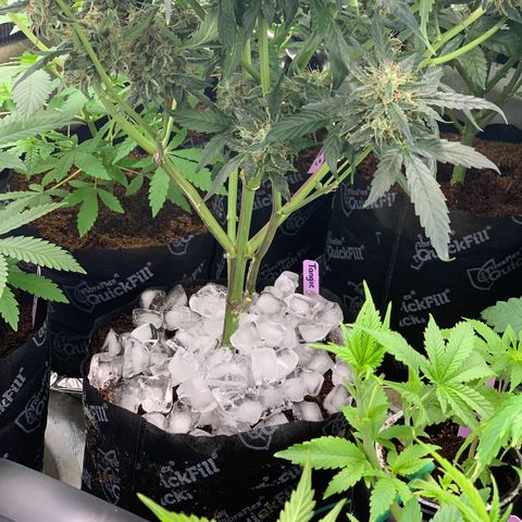 Tangie Auto 🍊  growlog photo: Last icing?