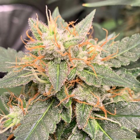 Tangie Auto 🍊  growlog photo: Last icing?
