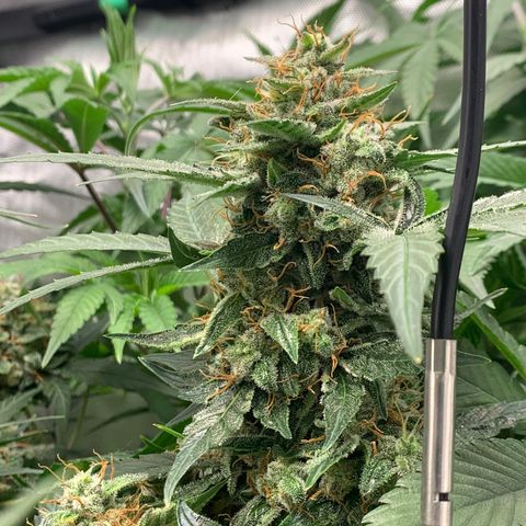 Tangie Auto 🍊  growlog photo: Last icing?