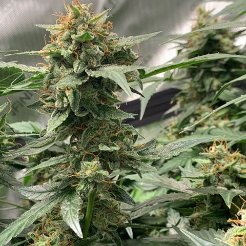 Tangie Auto 🍊  growlog photo: Last icing?