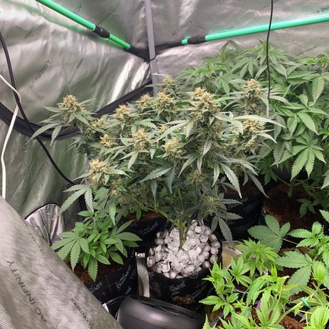 Tangie Auto 🍊  growlog photo: Last icing?