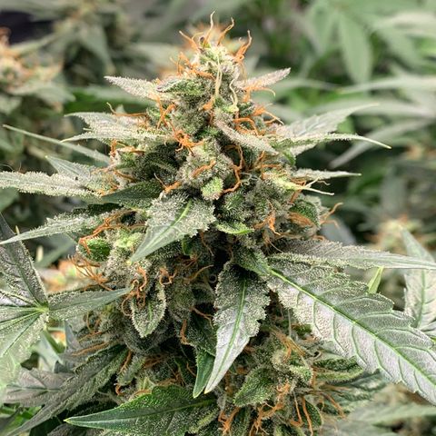 Tangie Auto 🍊  growlog photo: Last icing?
