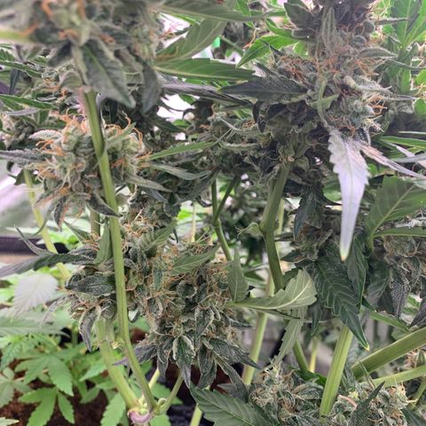 Tangie Auto 🍊  growlog photo: Last icing?