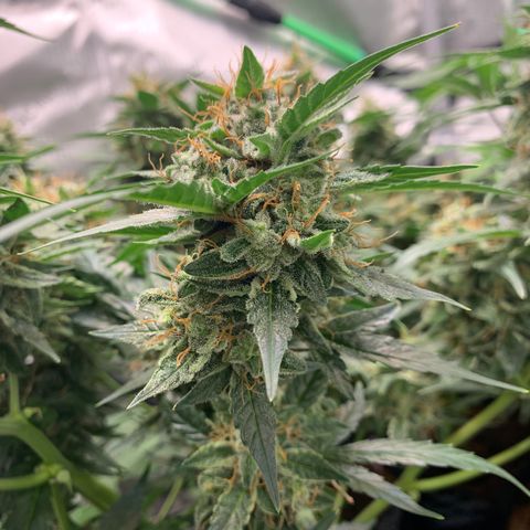 Tangie Auto 🍊  growlog photo: Last icing?