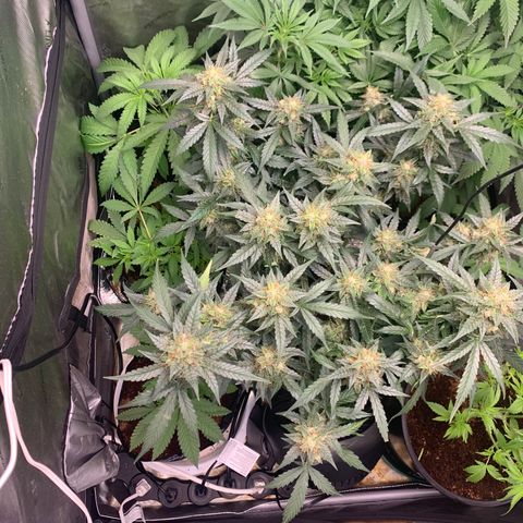 Tangie Auto 🍊  growlog photo: Tops