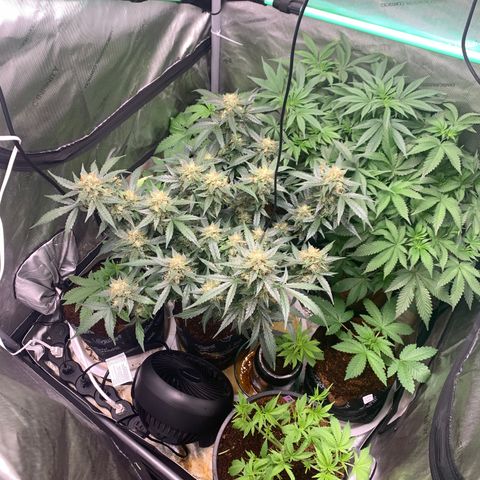 Tangie Auto 🍊  growlog photo: Tops