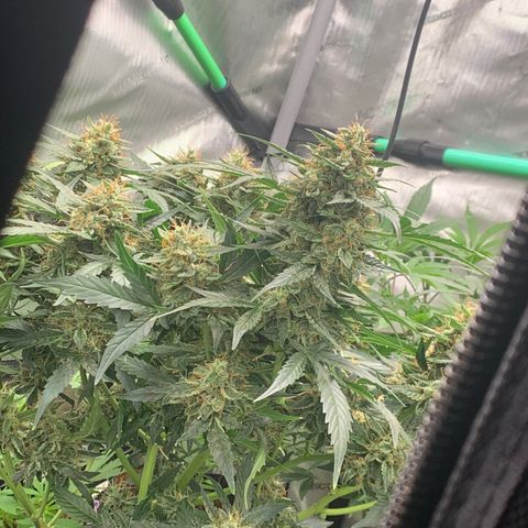 Tangie Auto 🍊  growlog photo: Frost