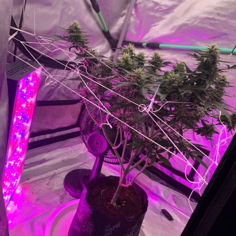 Tangie Auto 🍊  growlog photo: UNDERCANOPY SIDE CANOPY LIGHTS