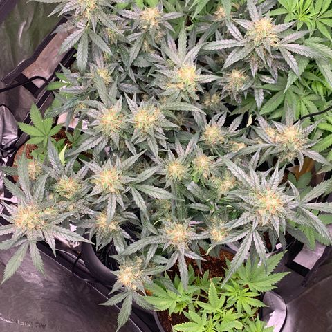 Tangie Auto 🍊  growlog timeline photo