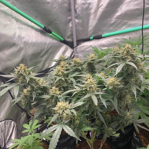 Tangie Auto 🍊  growlog timeline photo