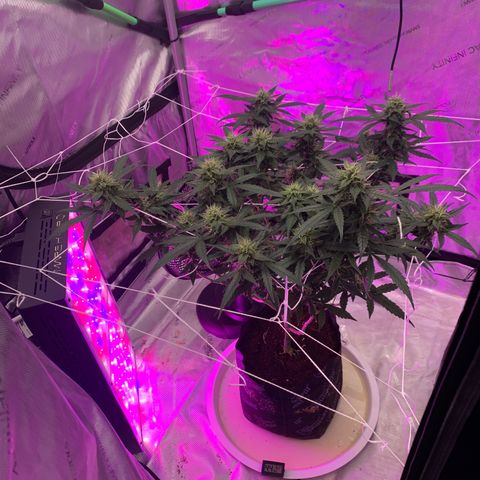 Tangie Auto 🍊  growlog photo: UNDERCANOPY SIDE CANOPY LIGHTS