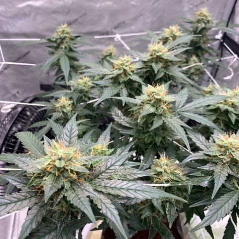 Tangie Auto 🍊  growlog photo: More orange coming in