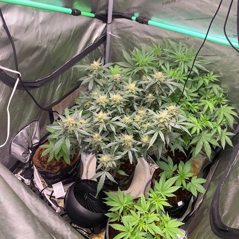 Tangie Auto 🍊  growlog timeline photo