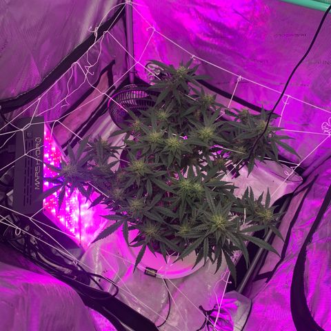 Tangie Auto 🍊  growlog photo: Tops