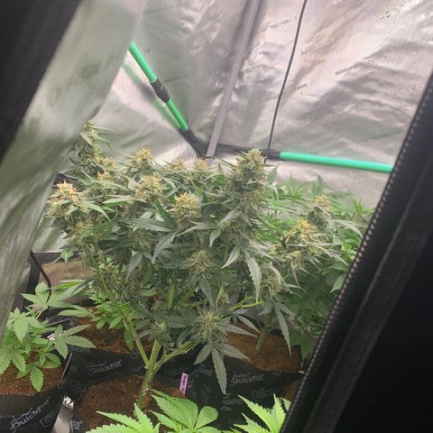 Tangie Auto 🍊  growlog photo: Frost