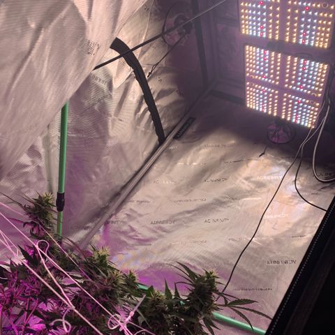 Tangie Auto 🍊  growlog photo: UNDERCANOPY SIDE CANOPY LIGHTS