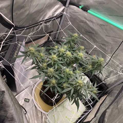 Tangie Auto 🍊  growlog photo: More orange coming in