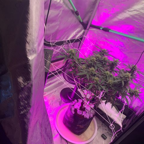 Tangie Auto 🍊  growlog photo: Ice ice baby 🧊 🥶 