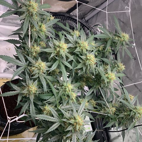 Tangie Auto 🍊  growlog photo: More orange coming in