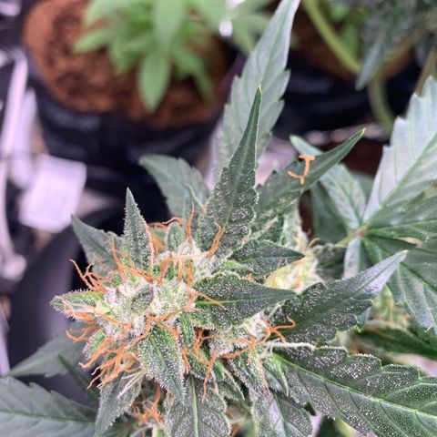 Tangie Auto 🍊  growlog timeline photo