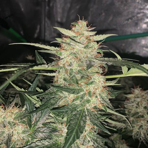 Tangie Auto 🍊  growlog photo: Frost